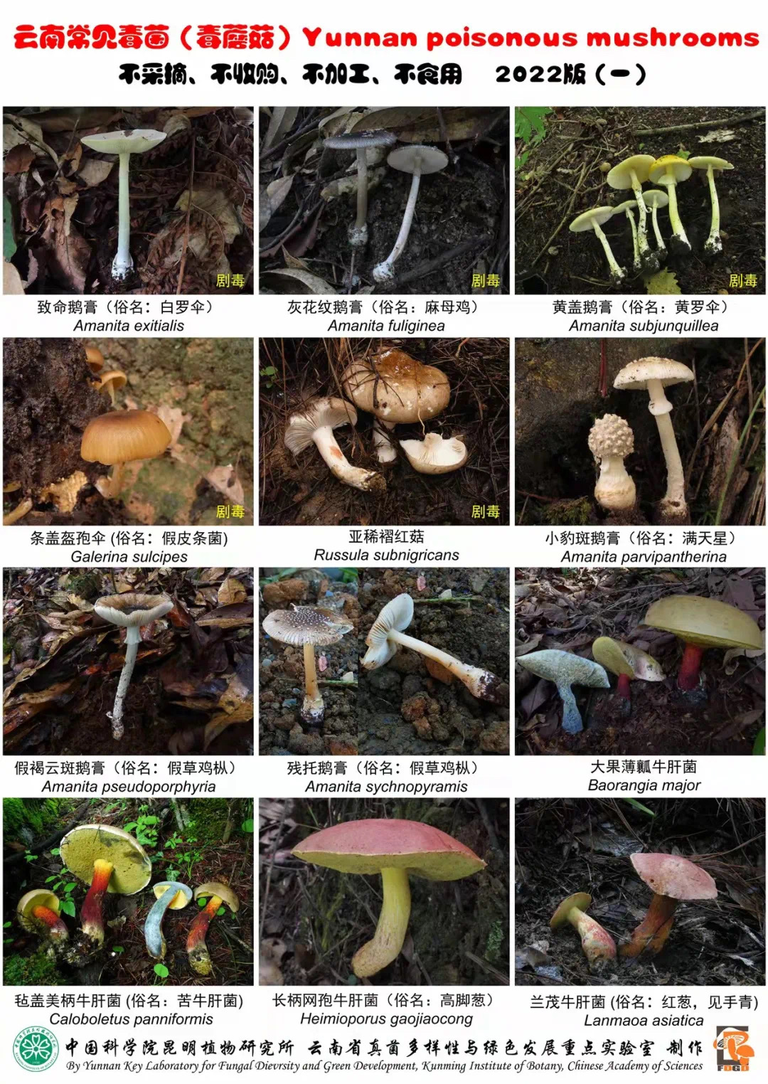 野生菌1.png